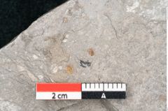 Foto (Detailansicht) von Fraxinus savinensis Ettingshausen (NHMW-GEO-2024-0188-8006)